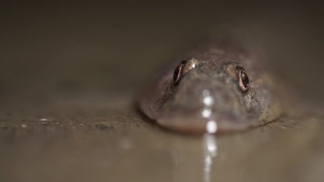 WEST COAST KOREA JULY 6 2024 Yellowfin goby fish resting at night in coastal mudflats