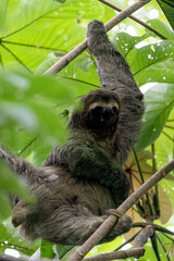 Fototapeta premium A three-fingered sloth (Bradypus) climbing high up in a tropical rainforest tree in Costa Rica. 