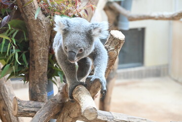 愛らしいコアラ