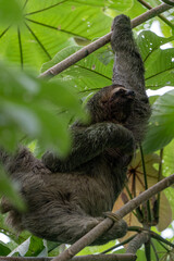 Fototapeta premium A three-fingered sloth (Bradypus) feeding on leaves high up in a tropical rainforest tree in Costa Rica. 