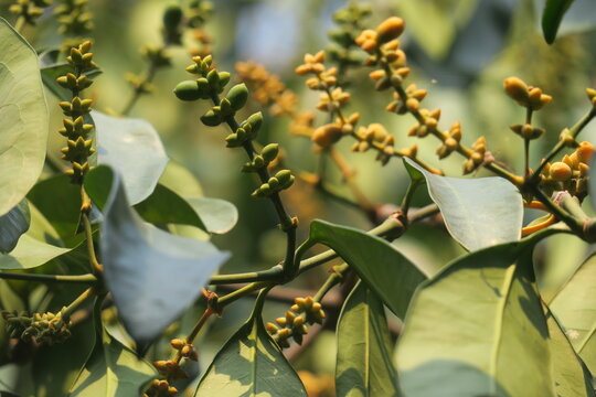 oung belinjo fruit growing naturally on tropical tree branches, featuring fresh green clusters commonly used in traditional Southeast Asian culinary ingredients.