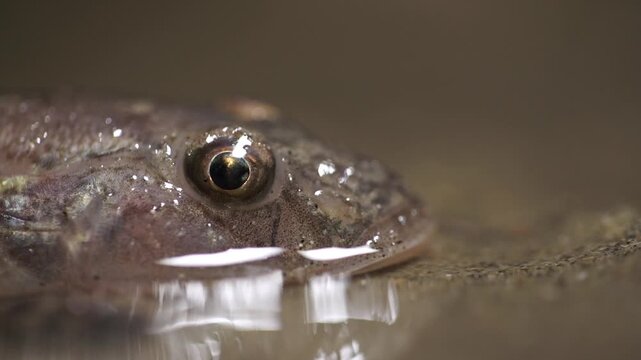 WEST COAST KOREA JULY 6 2024 Yellowfin goby fish resting at night in coastal mudflats