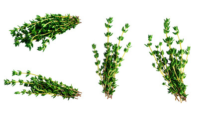 Obraz premium Four sprigs of fresh green herb with small leaves, against a stark black background