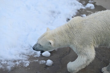 力強く歩くホッキョクグマ（しろくま）