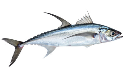 Fototapeta premium Fresh raw whole seafood including sea bass, mackerel, and herring isolated on a white background as a healthy tasty silver catch with fins and tails