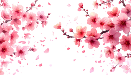 Pink cherry blossom branches with falling petals against a stark black background