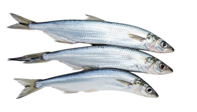 Fresh raw whole seafood including sea bass, mackerel, and herring isolated on a white background as a healthy tasty silver catch with fins and tails