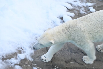 力強く歩くホッキョクグマ（しろくま）