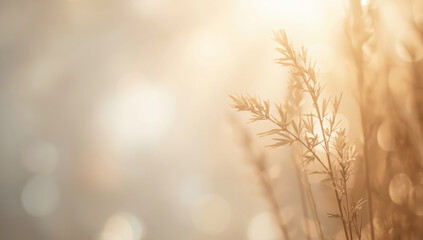 Soft golden grass silhouette at sunrise with bokeh glow