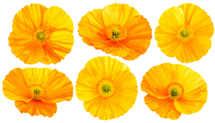 Six vibrant, close-up, golden poppies with delicate petals on black background