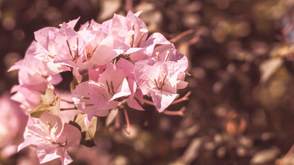 Gorgeous Pink Bougainvillea Blooms Sprawling Spanish Vine Floriculture Photo