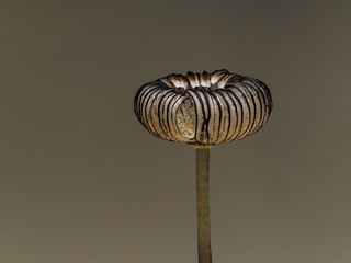 Tintling, Coprinopsis cerkezii, Dungpilz