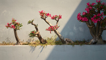 Modern outdoor landscaping featuring Desert Rose plants with unique thick stems and dark pink blooms. Set against a textured concrete wall, ideal for exterior design themes.