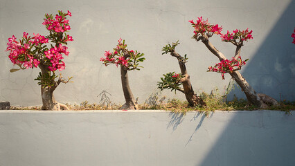 Modern outdoor landscaping featuring Desert Rose plants with unique thick stems and dark pink blooms. Set against a textured concrete wall, ideal for exterior design themes.