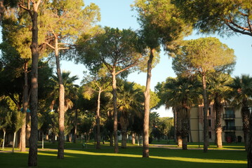 Fototapeta premium Trees standing in park on sunny day