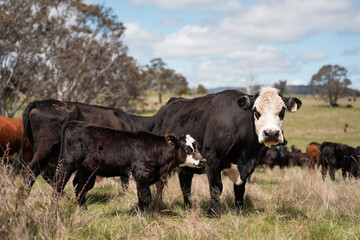 australian tasmanian cow farm Regenerative Beef Farming, Carbon neutral Ranching, and Soil Health