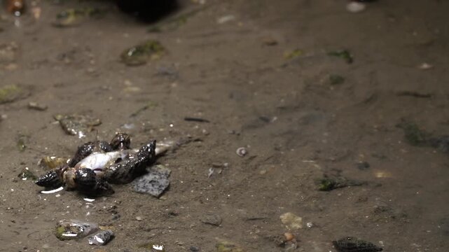 Sea snails scavenging on a dead young mullet fish in West Coast Korea sand mudflats