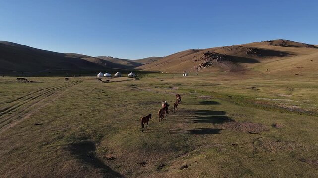Peaceful scene of a horse by the river near a traditional nomadic yurt camp in Kyrgyzstan