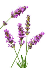 Fototapeta premium Delicate pink lavender sprigs with fuchsia and lilac florets, vivid green stems, glistening water droplets on transparent background with copy space, concept of pristine natural beauty