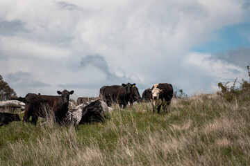 australian tasmanian cow farm Regenerative Beef Farming, Carbon neutral Ranching, and Soil Health