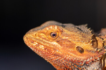 Obraz premium bearded dragon in a terrarium. close-up. macro.