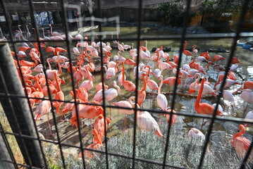 池に集まる鮮やかなピンクの群れ