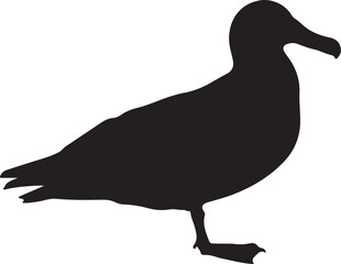 Obraz premium Albatross bird siting in silhouette white background.