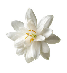 Obraz premium white orange blossom isolated on white background