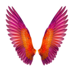 Obraz premium expansive tropical bird wings with vibrant purple, orange, pink, gold, magenta feathers, macro detail, on transparent studio background with copy space. Concept of natural artistry