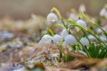 Spring flowers in the shining sunlight , Leucojum vernum, called spring snowflake