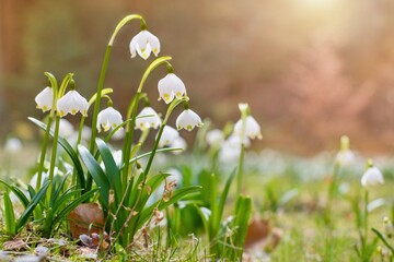Spring flowers in the shining sunlight , Leucojum vernum, called spring snowflake