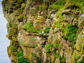 Seabirds nesting on rugged cliffs of Thurso coast in Scotland