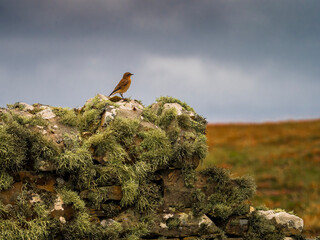 Wheatear perching on lichen covered stone wall in Scotland