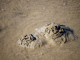Lugworm castings forming intricate patterns on sandy beach