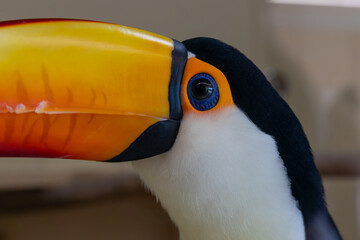 オオハシ -toucan-