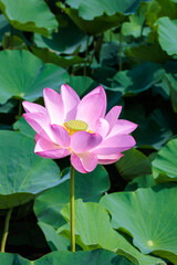 Close-up of beautifully blooming pink lotus flowers in a pond in the early summer morning.