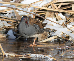 Water rail, Rallus aquaticus. A bird walks on the ice near the riverbank in search of food