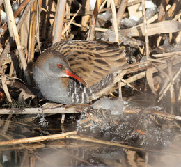 Water rail, Rallus aquaticus. Bird in winter in its natural habitat on the riverbank