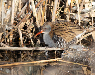 Water rail, Rallus aquaticus. Bird in winter in its natural habitat on the riverbank