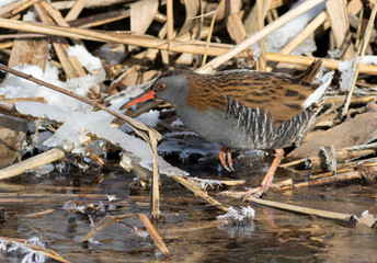 Water rail, Rallus aquaticus. On a winter morning, a bird walks along reeds covered with ice