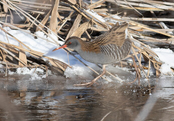 Water rail, Rallus aquaticus. A bird walks along the bank of a frozen river on a winter morning