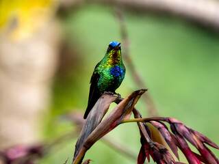 Obraz premium Feuerkehlkolibri (Panterpe insignis)