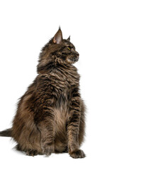 Maine Coon Cat on White Background