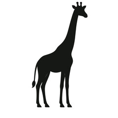 Silhouette of Standing Giraffe on White Background