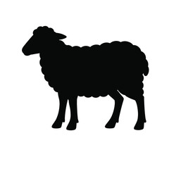 Silhouette of standing wool sheep