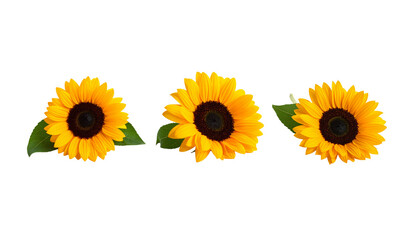 Obraz premium A set of flowers and foliage on a white background