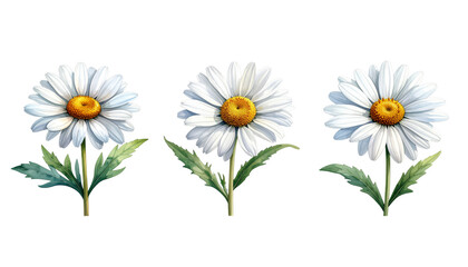 Fototapeta premium A set of flowers and foliage on a white background
