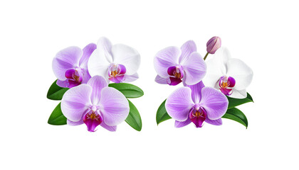 Obraz premium A set of flowers and foliage on a white background
