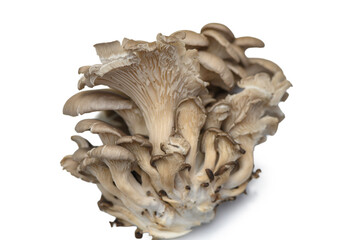 Oyster Mushroom Bunch Isolated on White Background