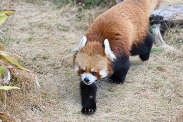 ふわふわの毛並みと愛くるしいレッサーパンダ